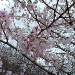 2021.3.22☆うじゅうの森蚤の市にてあっという間に桜がお出迎えしてくれる季節に～